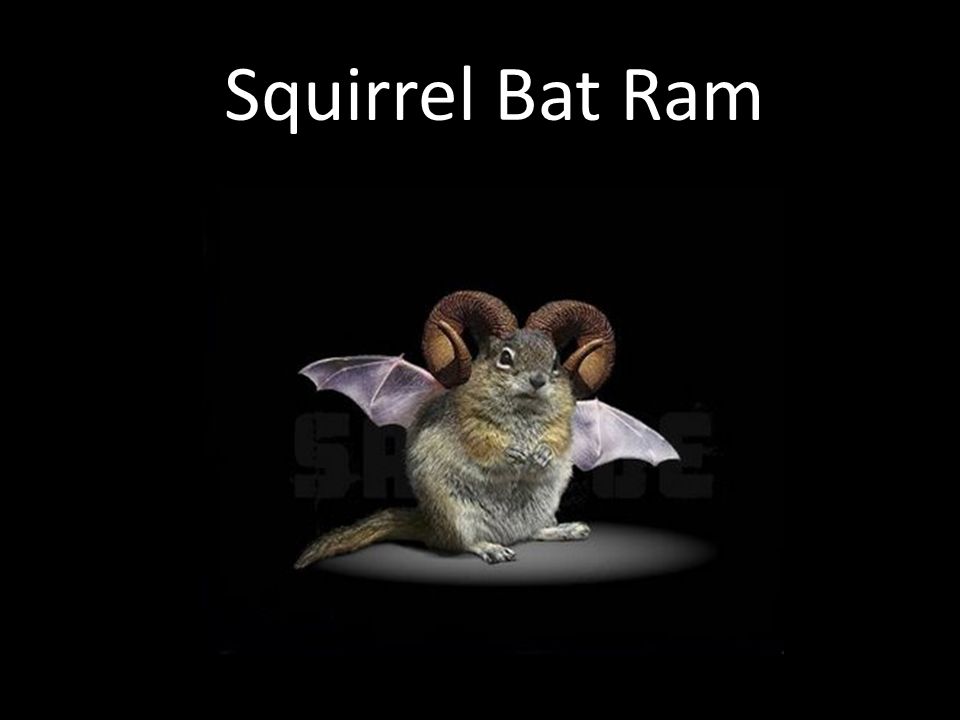 Squirrel Bat Ram