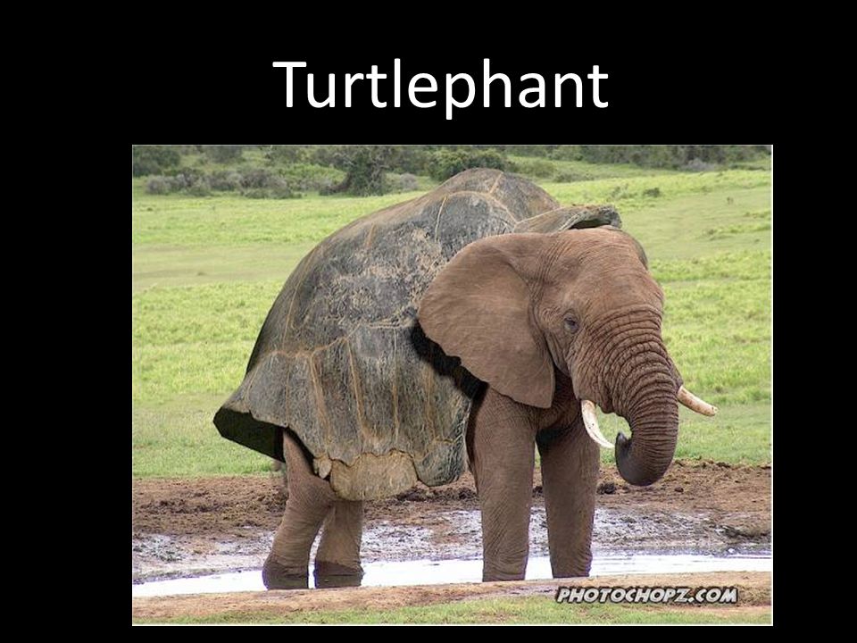 Turtlephant