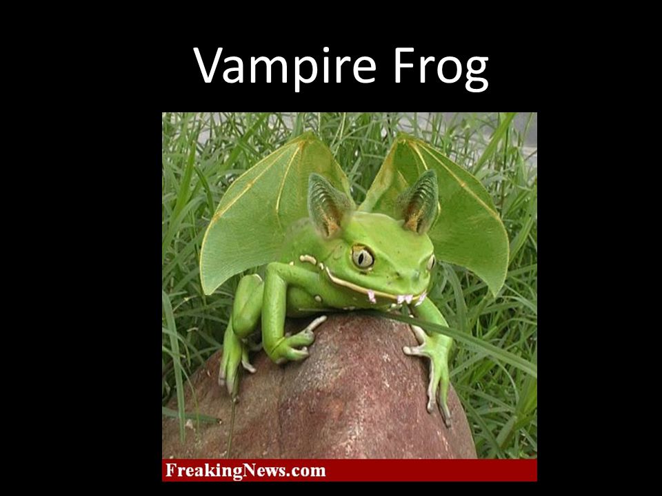 Vampire Frog
