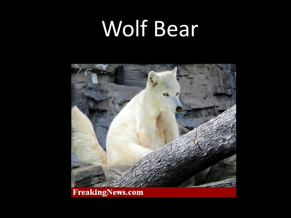 Wolf Bear