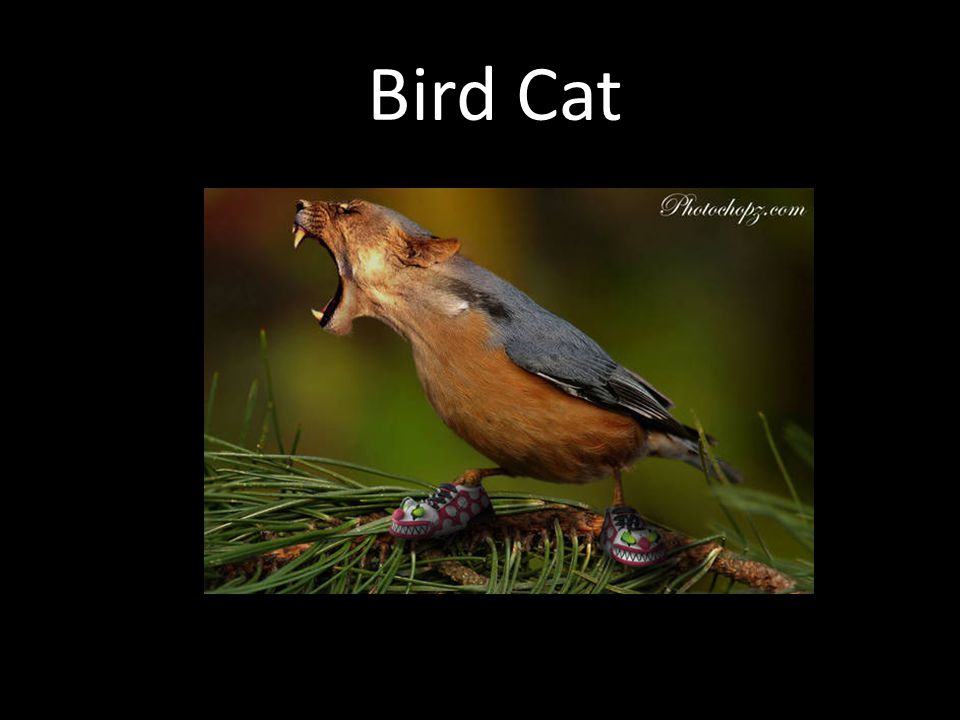 Bird Cat