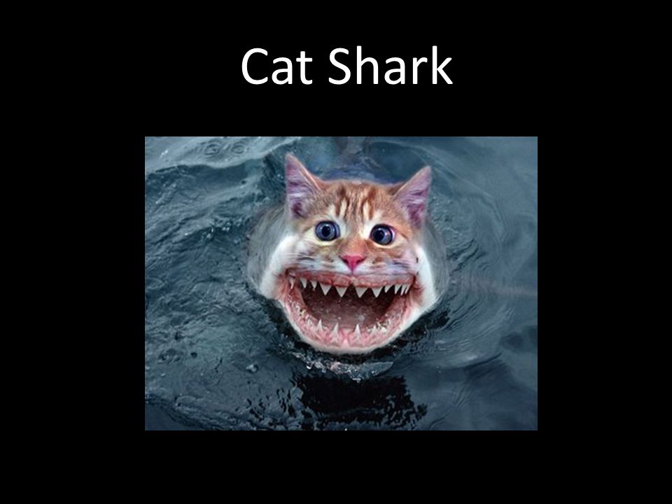 Cat Shark