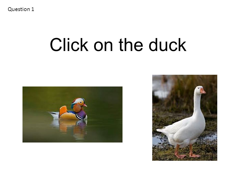 Question 1 Click on the duck