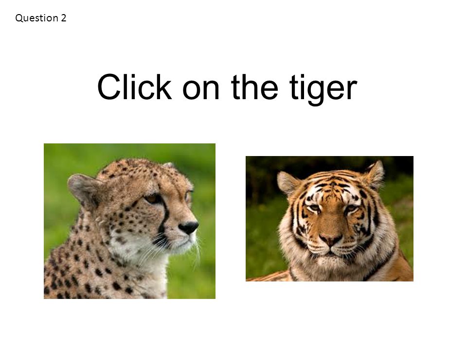 Question 2 Click on the tiger