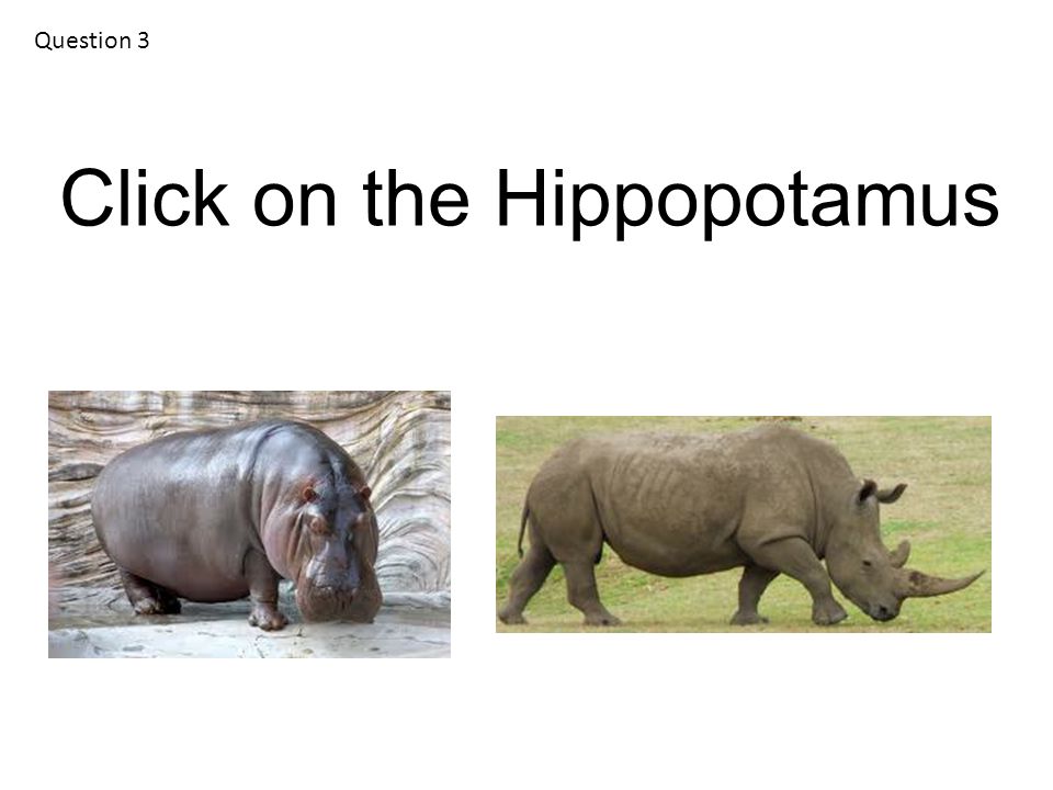 Question 3 Click on the Hippopotamus