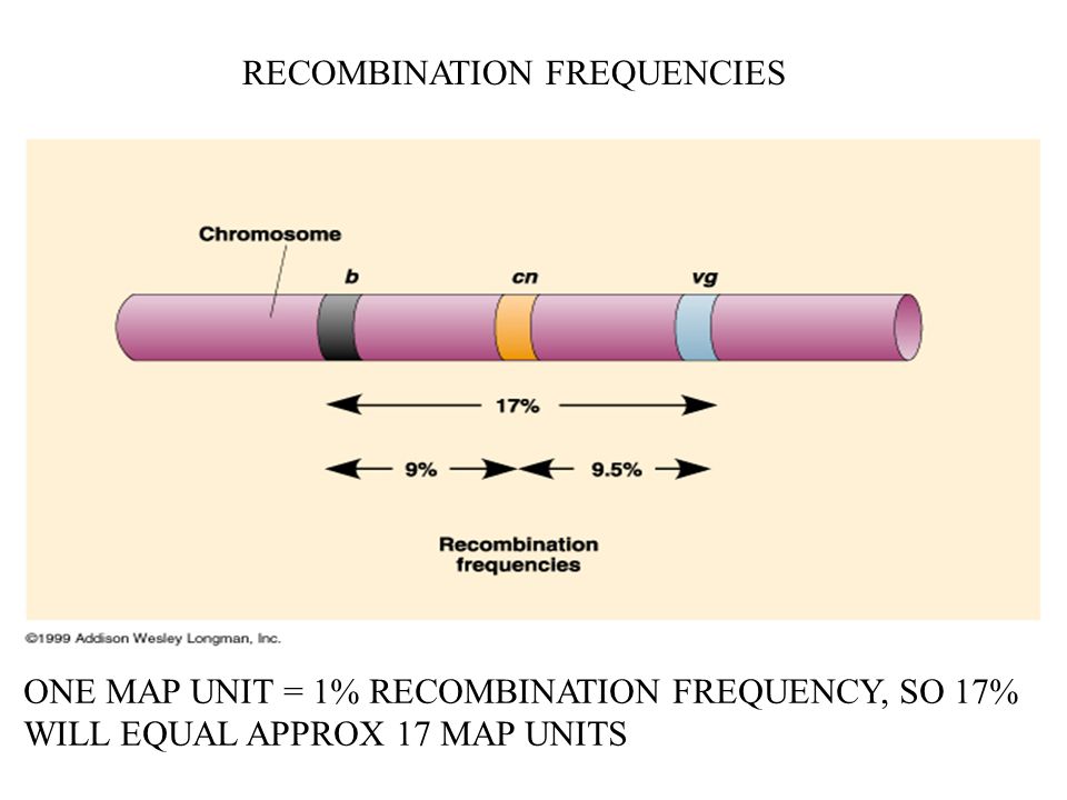 1 Map Unit Is Equal To RECOMBINATION FREQUENCIES ONE MAP UNIT = 1% RECOMBINATION FREQUENCY, SO 17% WILL EQUAL