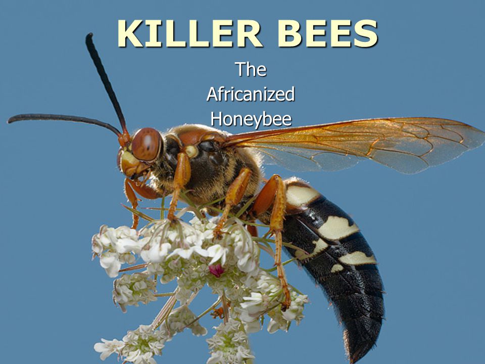 the background of the africanized honey bee What are honey bees honey bee origins, evolution & diversity – ashleigh milner articles honey bee origins, evolution & diversity – ashleigh milner. the background of the africanized honey bee What are honey bees honey bee origins, evolution & diversity – ashleigh milner articles honey bee origins, evolution & diversity – ashleigh milner.