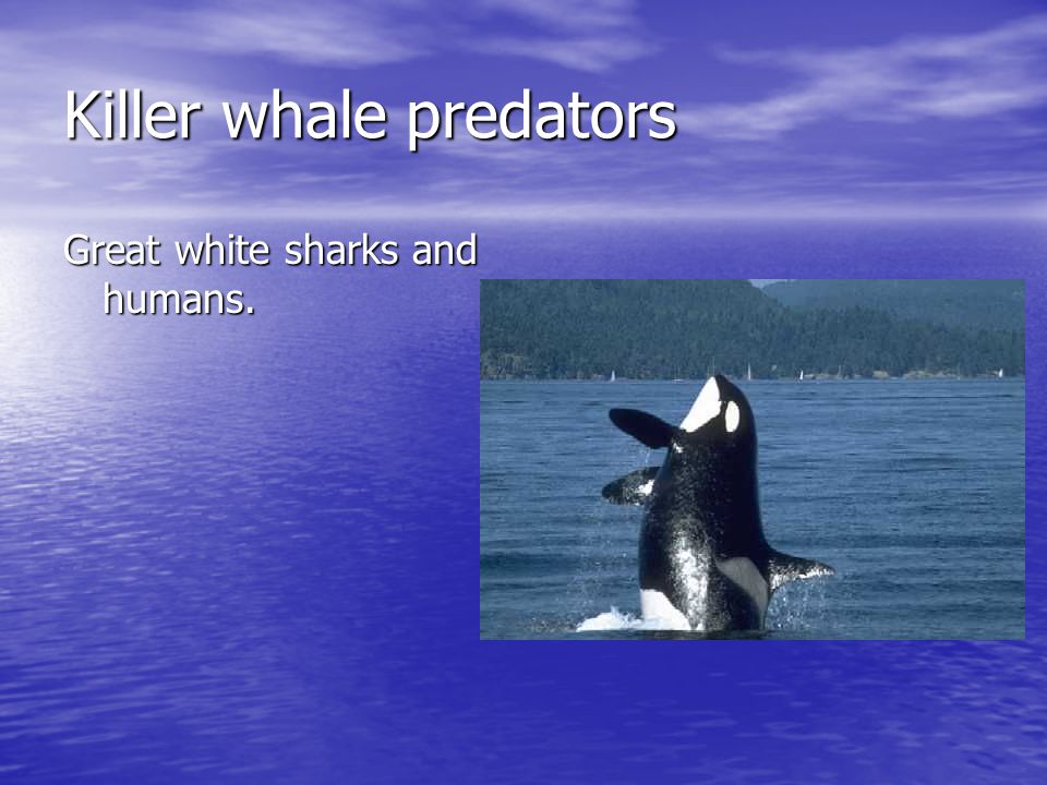 Killer whale predators Great white sharks and humans.