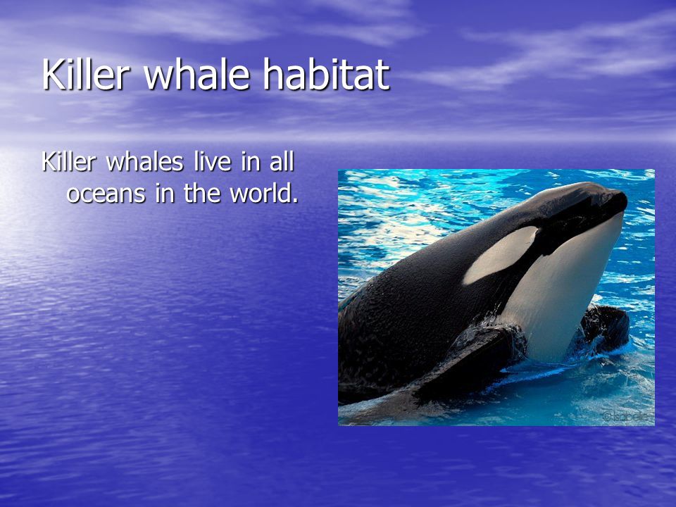 Killer whale habitat Killer whales live in all oceans in the world.
