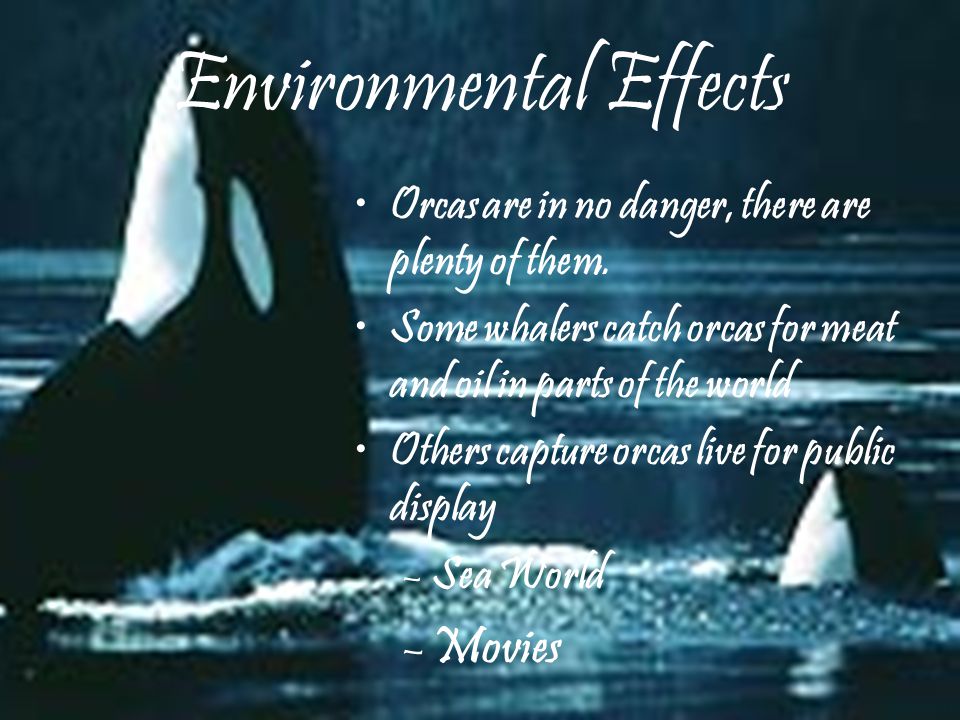 Let’s Compare Living Things Killer WhalesPlants Live in the ocean only Feed on small fish Need sunlight to survive Live on the land Need air, food, and water