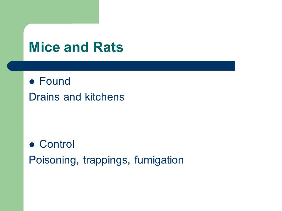 Mice and Rats Found Drains and kitchens Control Poisoning, trappings, fumigation