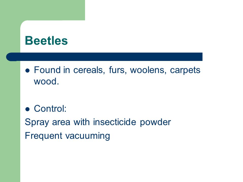 Beetles Found in cereals, furs, woolens, carpets wood.