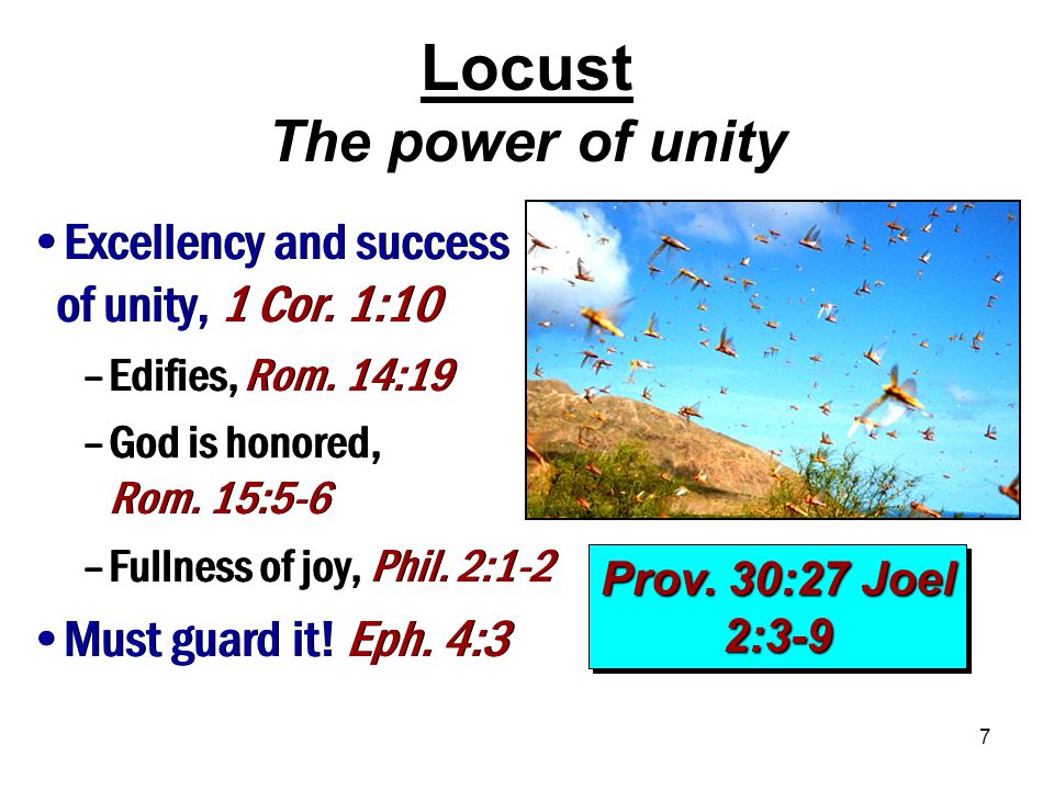 7 Locust The power of unity Prov. 30:27 Joel 2:3-9 Excellency and success of unity, 1 Cor.