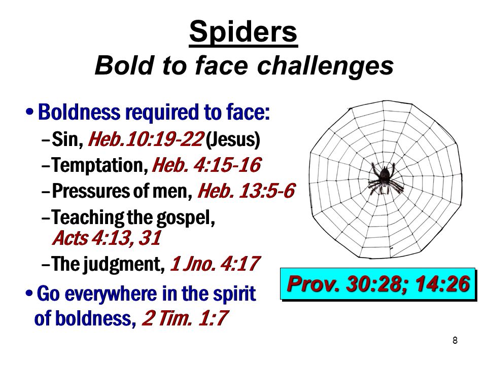 8 Spiders Bold to face challenges Prov.