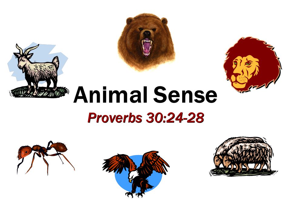 Animal Sense Proverbs 30:24-28