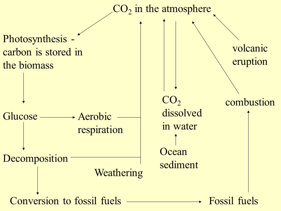 CO 2 in the atmosphere volcanic eruption CO 2 dissolved in water Ocean sediment combustion Fossil fuelsConversion to fossil fuels Decomposition Glucose Photosynthesis - carbon is stored in the biomass Aerobic respiration Weathering