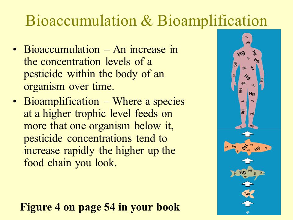 Bioaccumulation & Bioamplification Figure 4 on page 54 in your book Bioaccumulation – An increase in the concentration levels of a pesticide within the body of an organism over time.
