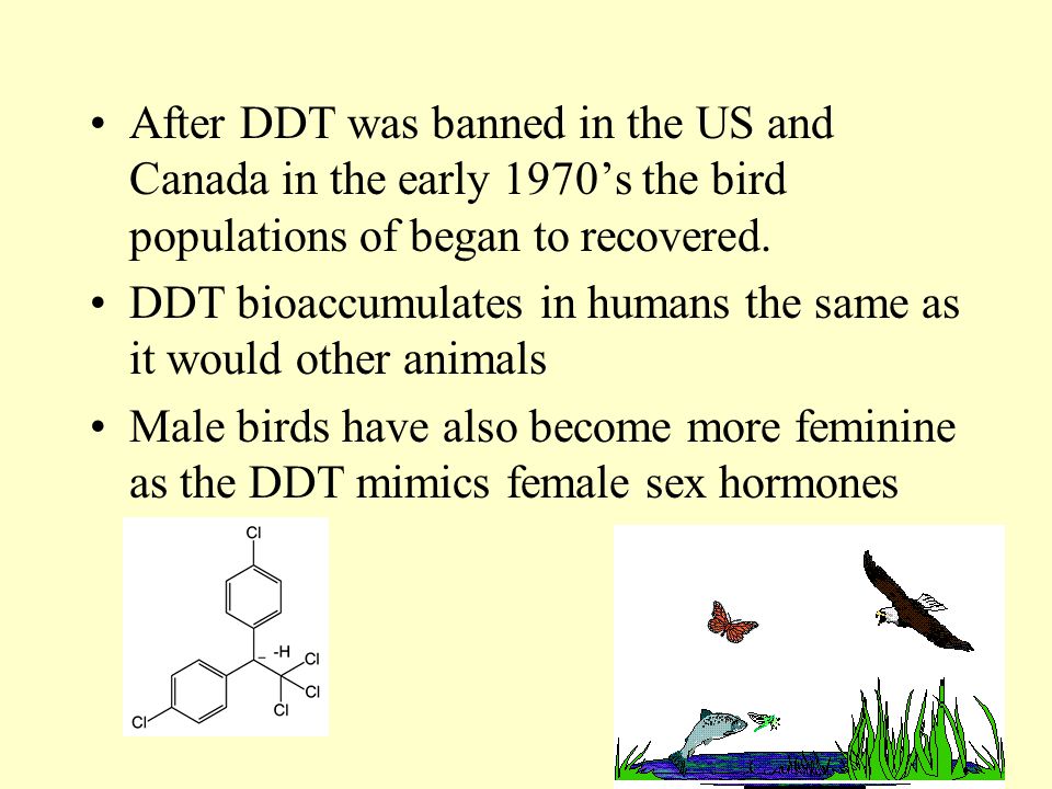 After DDT was banned in the US and Canada in the early 1970’s the bird populations of began to recovered.