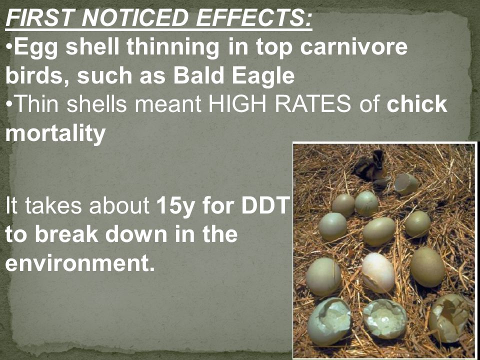 FIRST NOTICED EFFECTS: Egg shell thinning in top carnivore birds, such as Bald Eagle Thin shells meant HIGH RATES of chick mortality It takes about 15y for DDT to break down in the environment.
