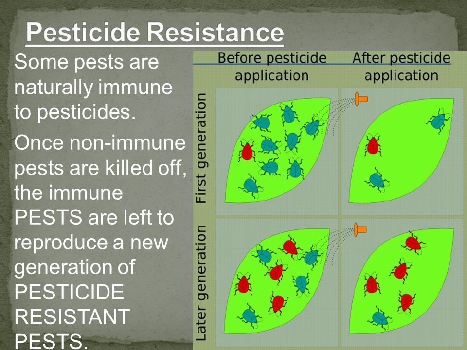 Some pests are naturally immune to pesticides.