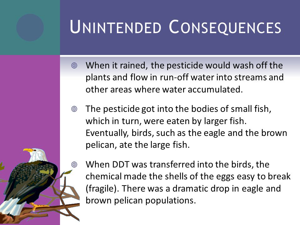 U NINTENDED C ONSEQUENCES  When it rained, the pesticide would wash off the plants and flow in run-off water into streams and other areas where water accumulated.