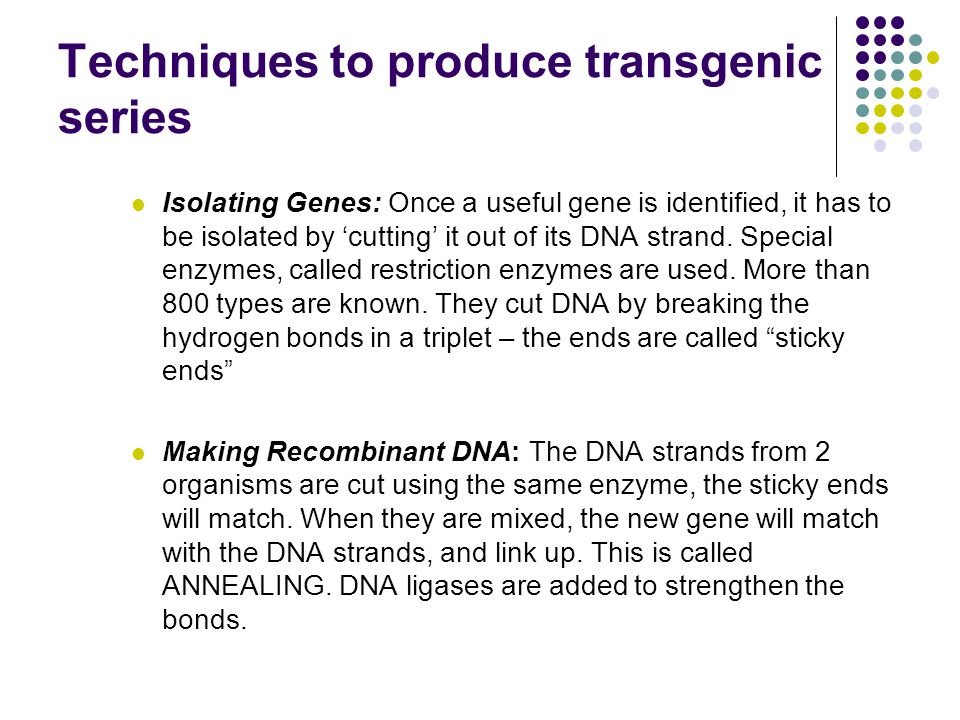 Techniques to produce transgenic series Isolating Genes: Once a useful gene is identified, it has to be isolated by ‘cutting’ it out of its DNA strand.