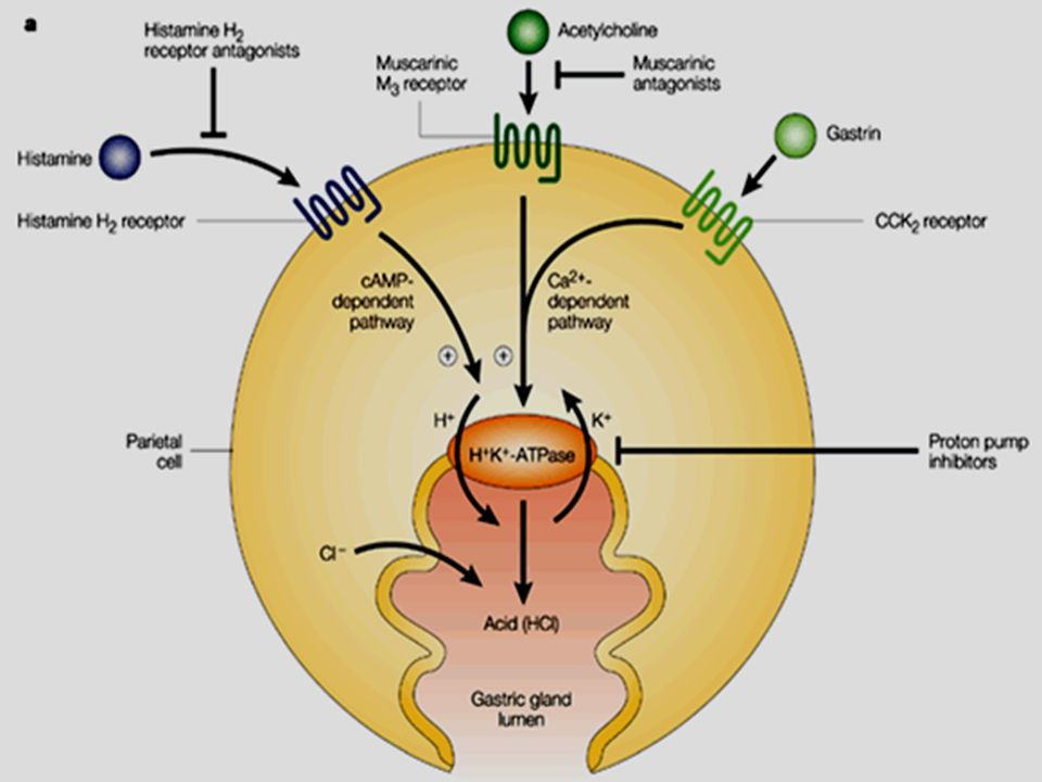 H2 blocker and proton pump inhibitor