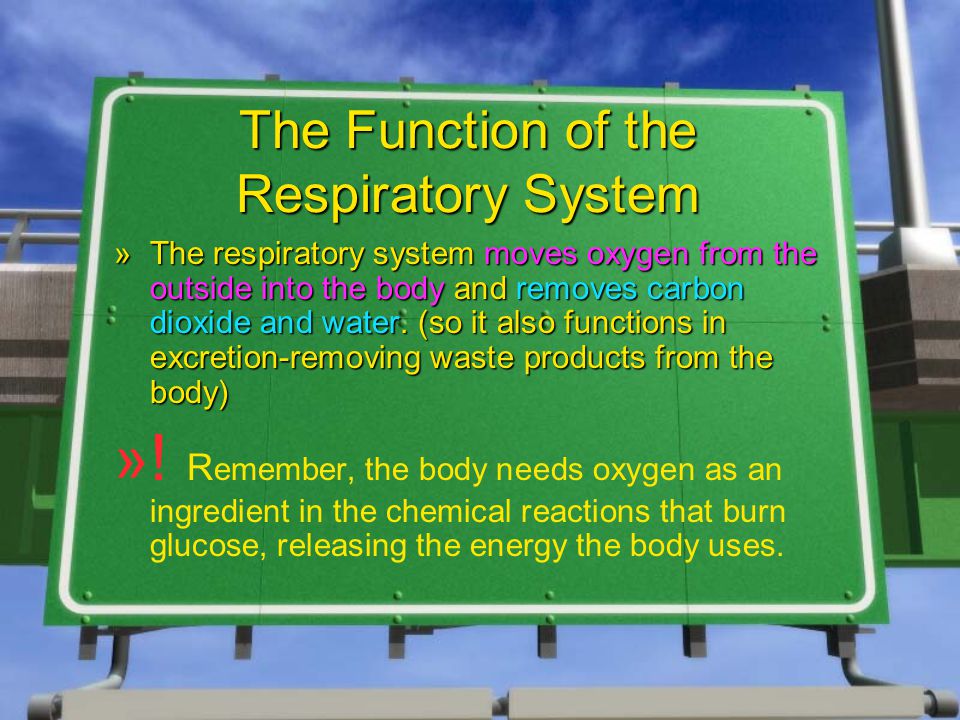 The Function of the Respiratory System »The respiratory system moves oxygen from the outside into the body and removes carbon dioxide and water.