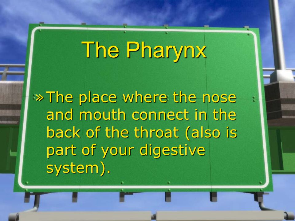 The Pharynx »The place where the nose and mouth connect in the back of the throat (also is part of your digestive system).