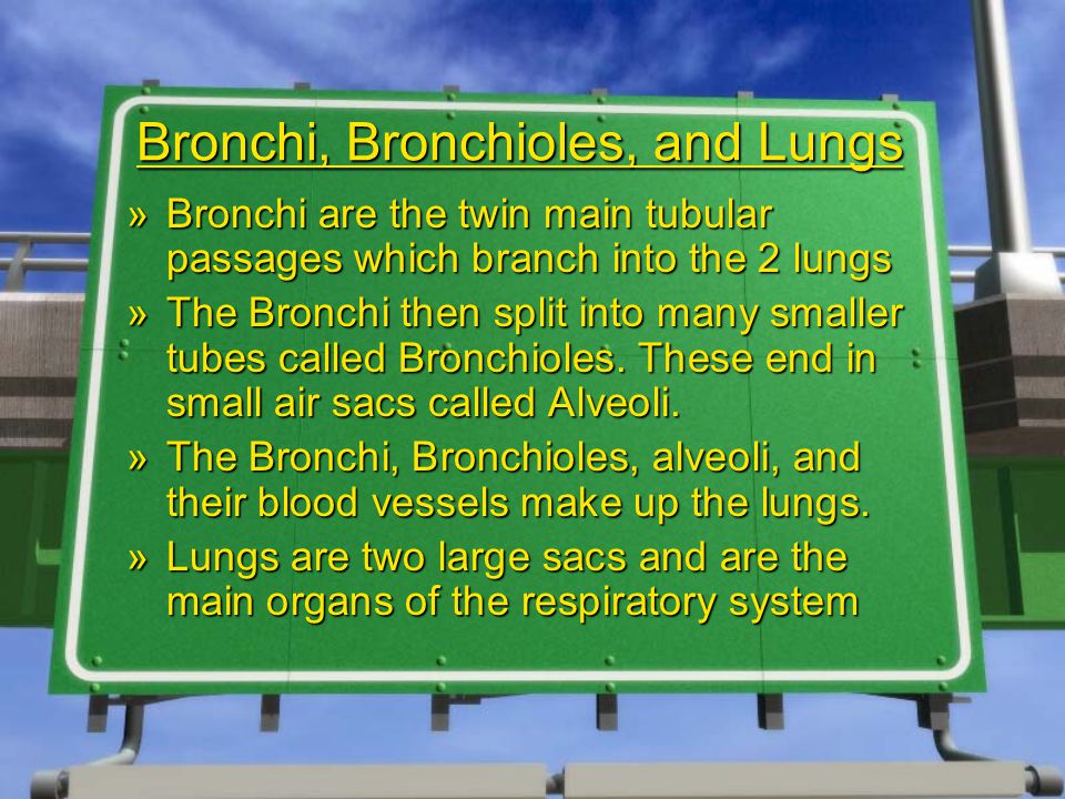 Bronchi, Bronchioles, and Lungs »Bronchi are the twin main tubular passages which branch into the 2 lungs »The Bronchi then split into many smaller tubes called Bronchioles.