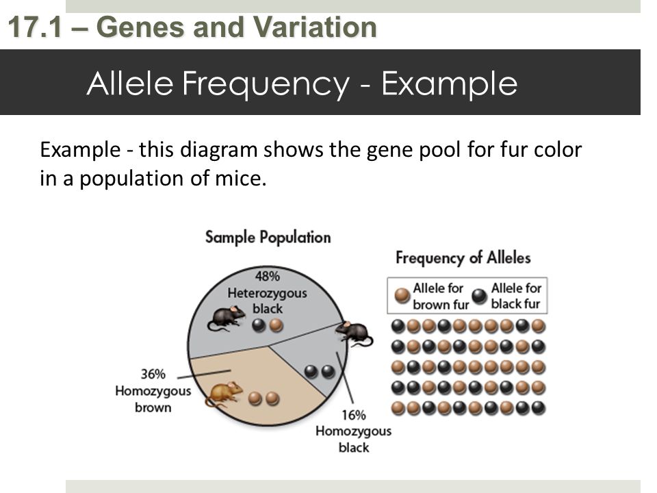 Printables Genetic Variation Worksheet genetic variation worksheet bloggakuten collection of bloggakuten