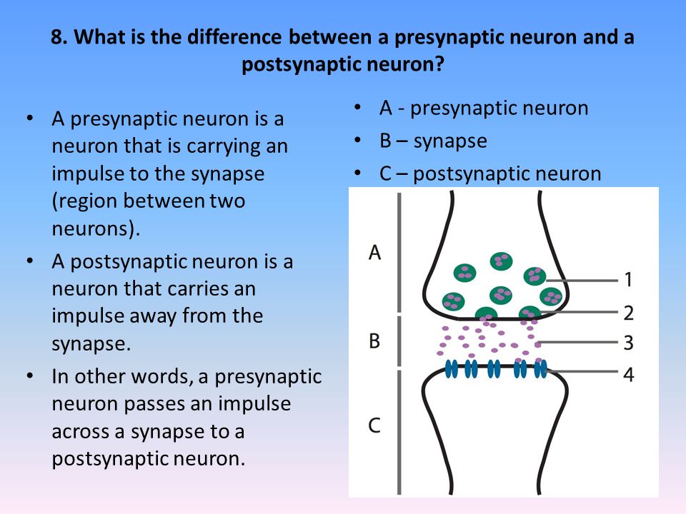 what is a neuron
