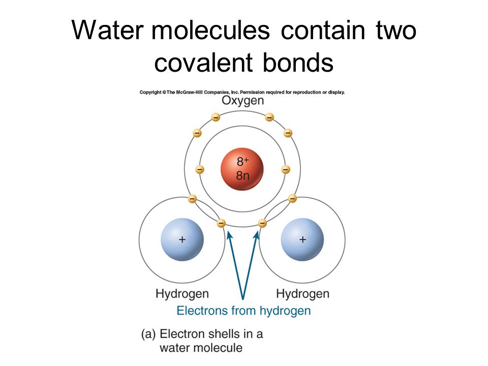 Water molecules contain two covalent bonds
