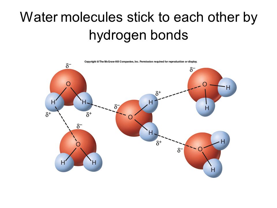 Water molecules stick to each other by hydrogen bonds