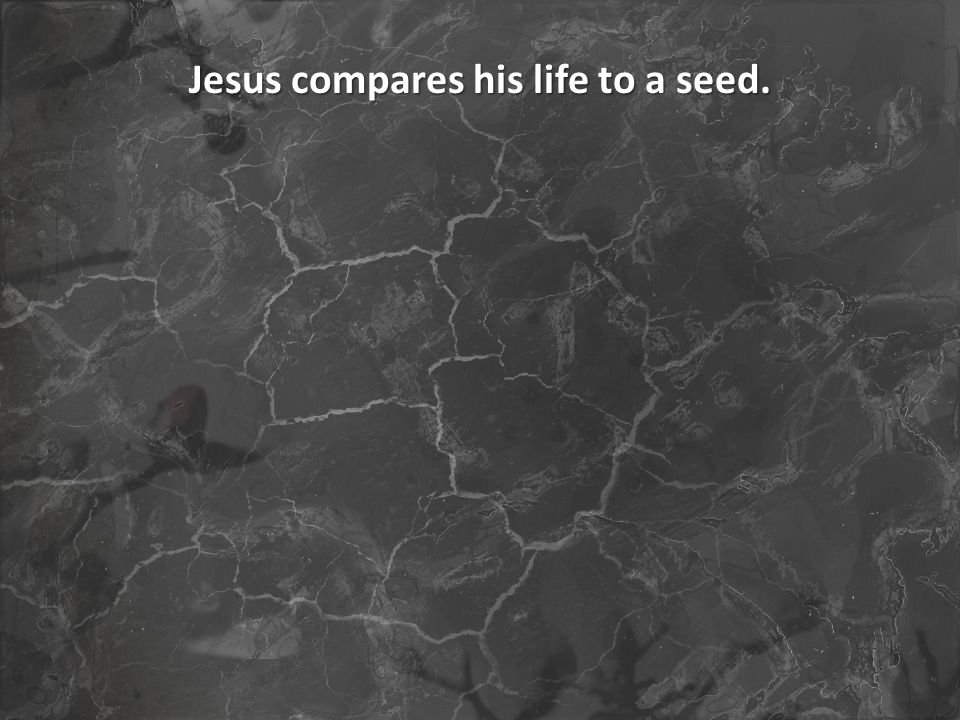 Jesus compares his life to a seed.