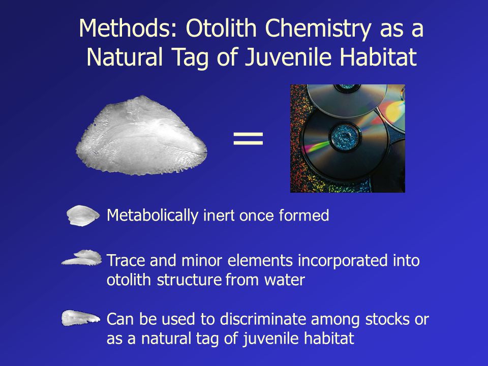 Methods: Otolith Chemistry as a Natural Tag of Juvenile Habitat Trace and minor elements incorporated into otolith structure from water Metabolically inert once formed Can be used to discriminate among stocks or as a natural tag of juvenile habitat =