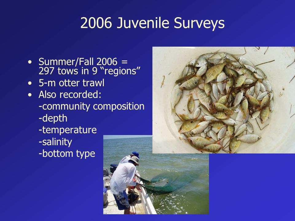 2006 Juvenile Surveys Summer/Fall 2006 = 297 tows in 9 regions 5-m otter trawl Also recorded: -community composition -depth -temperature -salinity -bottom type