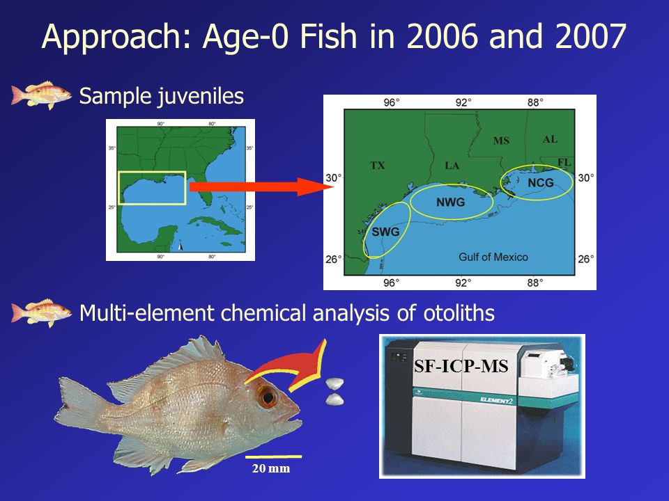 Approach: Age-0 Fish in 2006 and 2007 Sample juveniles Multi-element chemical analysis of otoliths SF-ICP-MS 20 mm