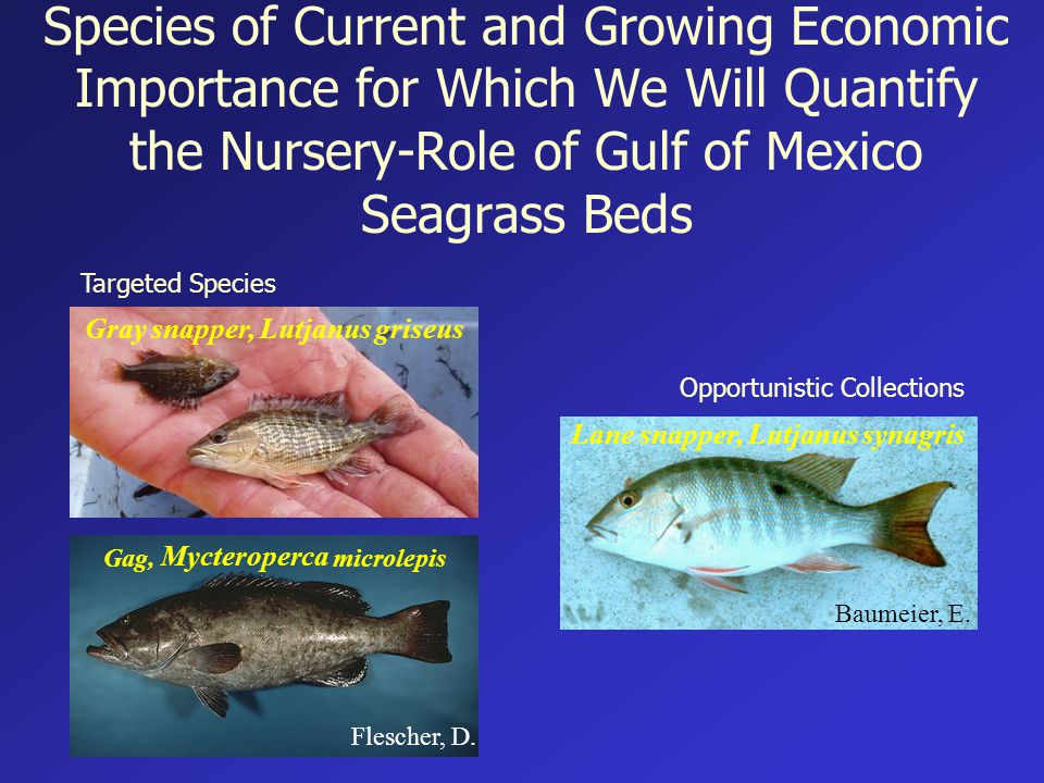 Species of Current and Growing Economic Importance for Which We Will Quantify the Nursery-Role of Gulf of Mexico Seagrass Beds Targeted Species Opportunistic Collections Gray snapper, Lutjanus griseus Flescher, D.