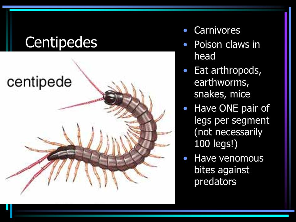 uniramians – centipedes, millipedes and insects characterized
