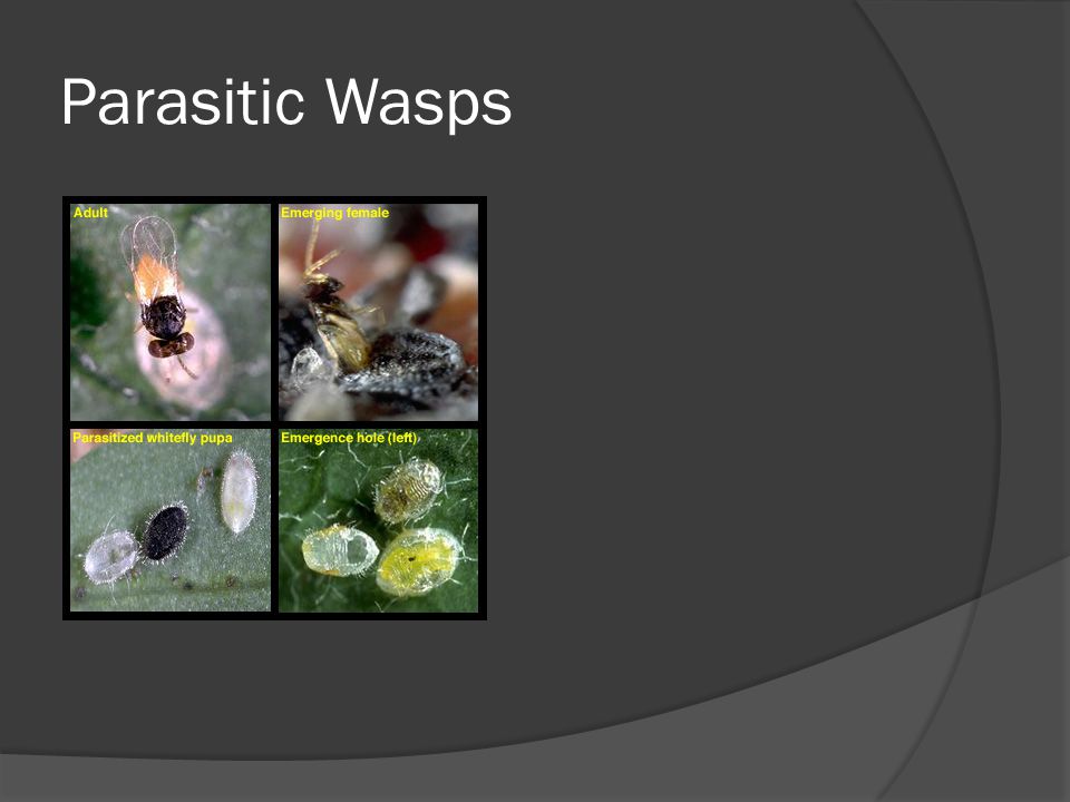 Parasitic Wasps