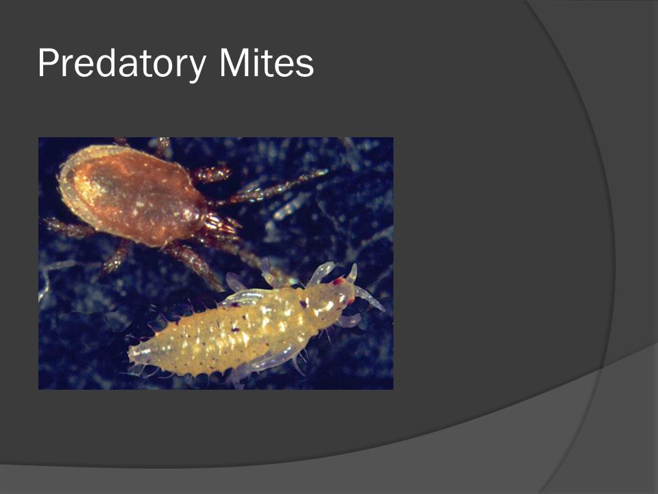 Predatory Mites