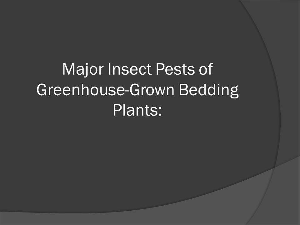 Major Insect Pests of Greenhouse-Grown Bedding Plants: