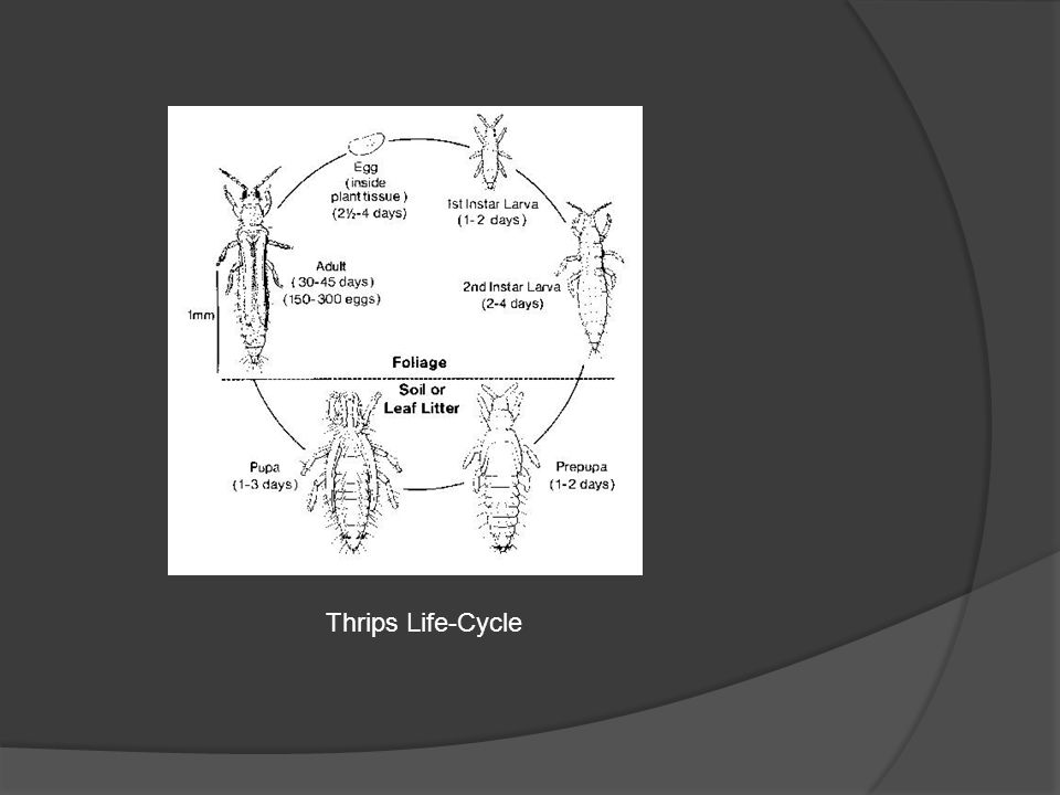 Thrips Life-Cycle