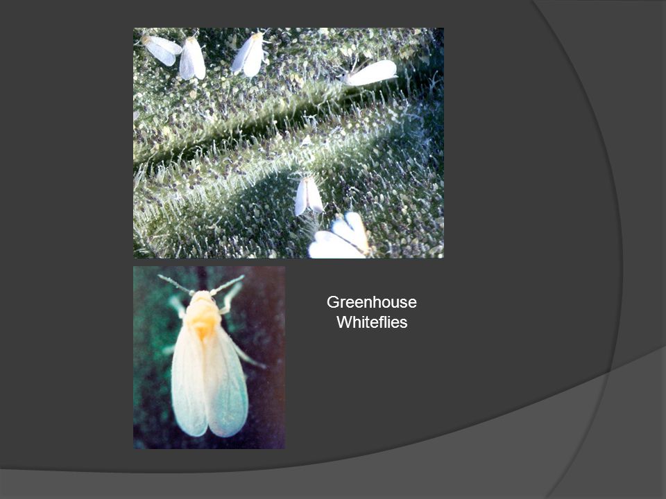 Greenhouse Whiteflies