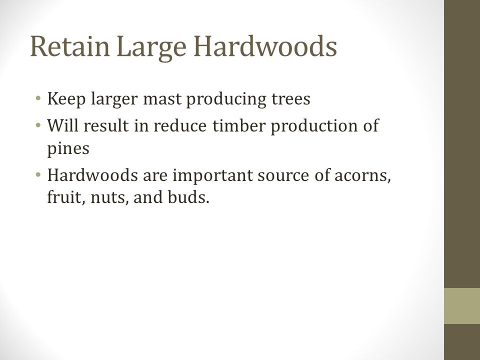 Retain Large Hardwoods Keep larger mast producing trees Will result in reduce timber production of pines Hardwoods are important source of acorns, fruit, nuts, and buds.
