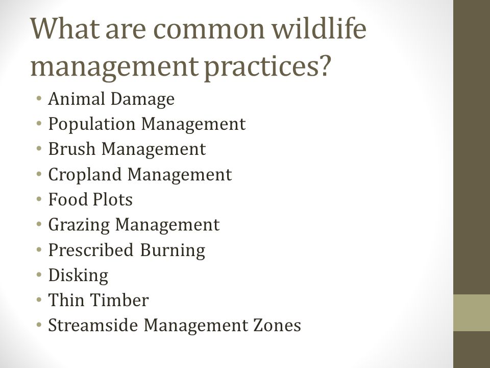 What are common wildlife management practices.