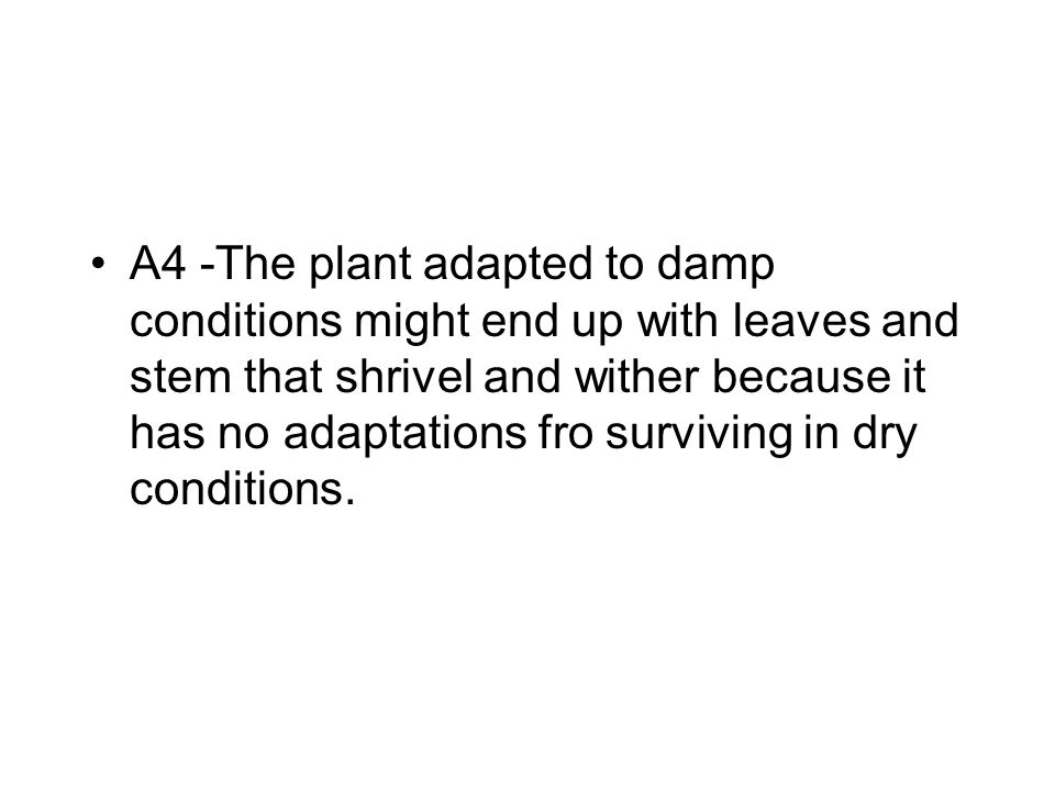 A4 -The plant adapted to damp conditions might end up with leaves and stem that shrivel and wither because it has no adaptations fro surviving in dry conditions.