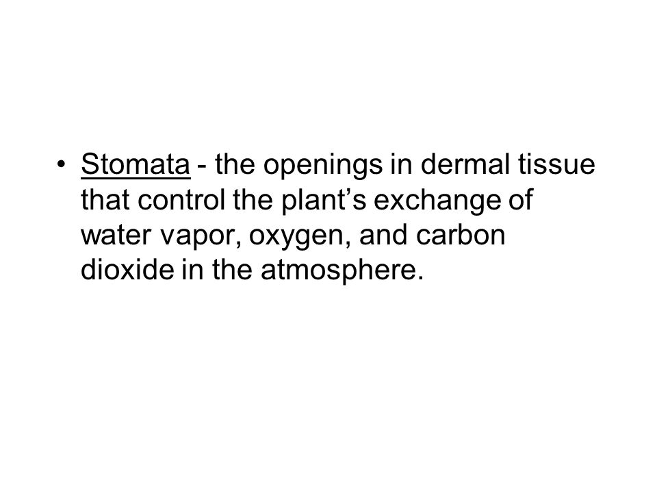 Stomata - the openings in dermal tissue that control the plant’s exchange of water vapor, oxygen, and carbon dioxide in the atmosphere.