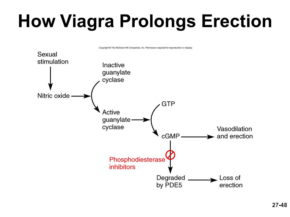 Viagra Side Effects Four Hour Erection